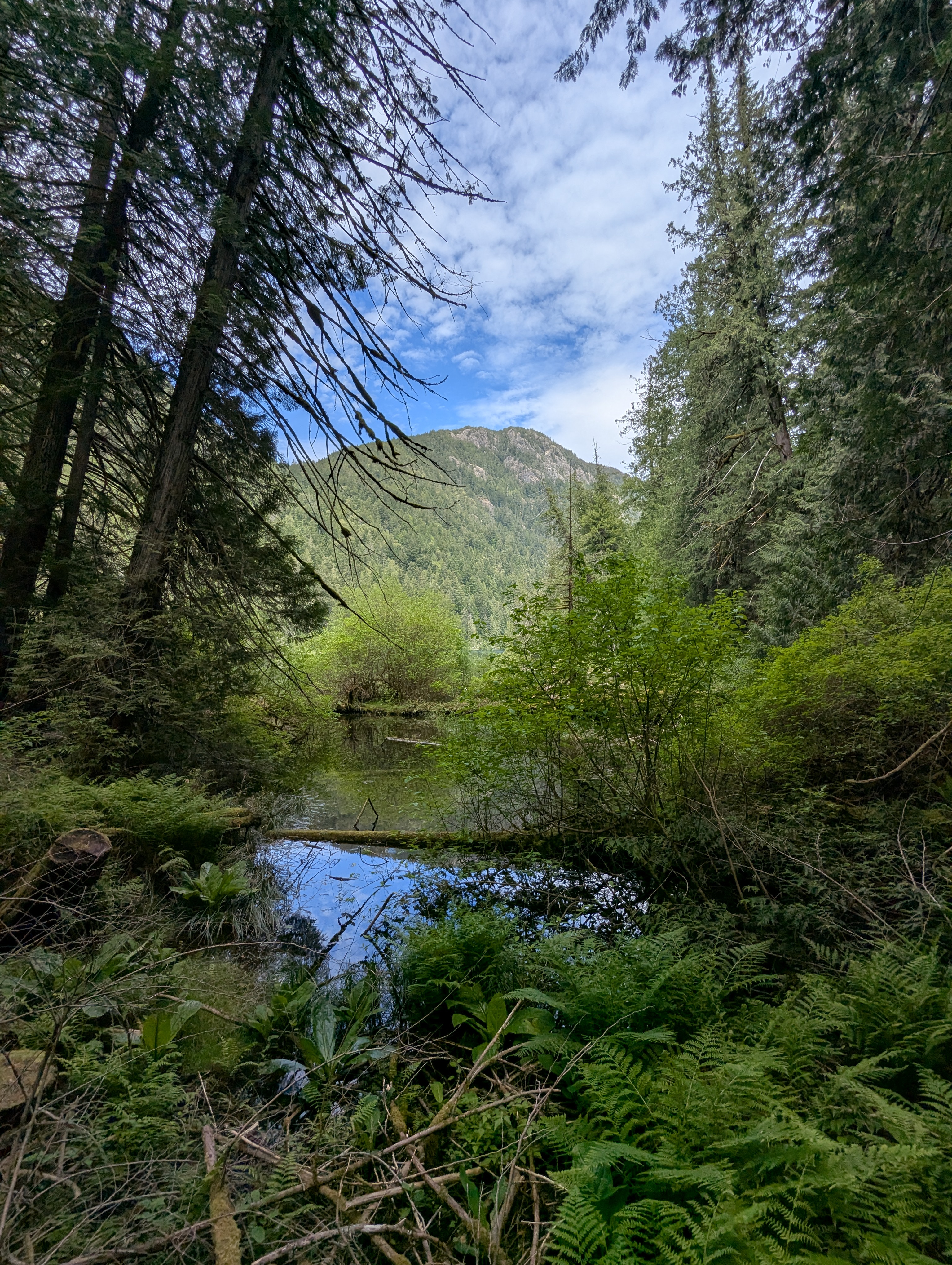 Birthday Trip to Canada, Cathedral Grove, Vancouver Island